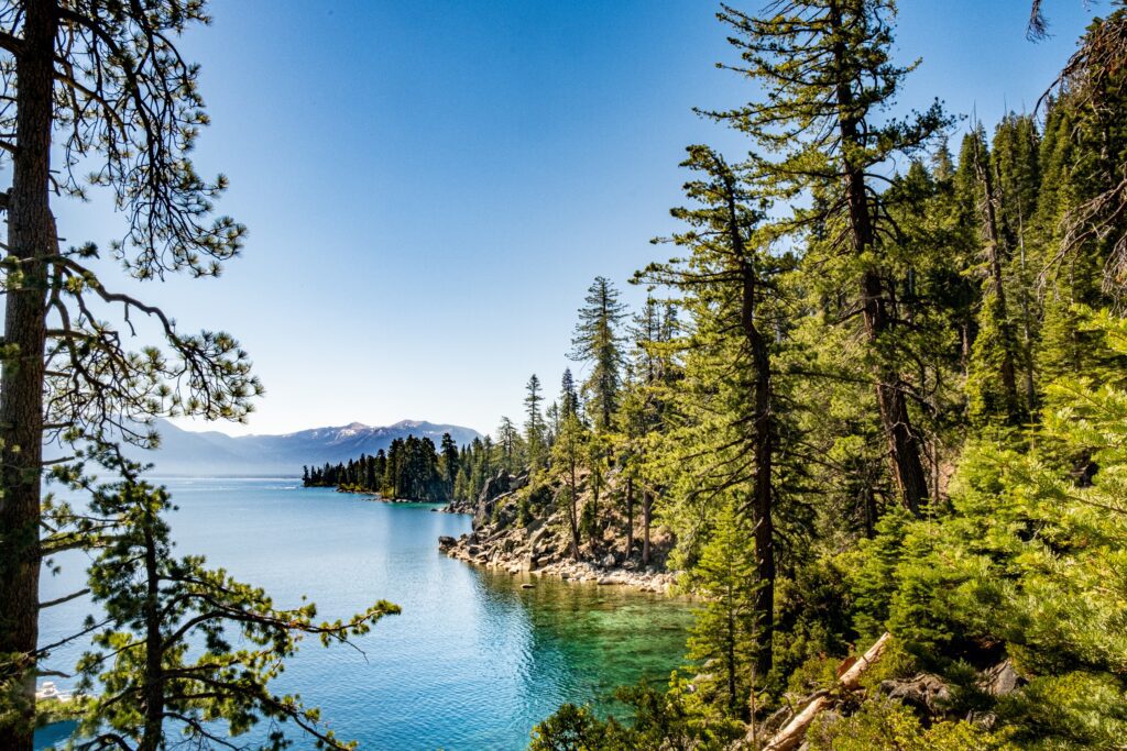 lake tahoe trees