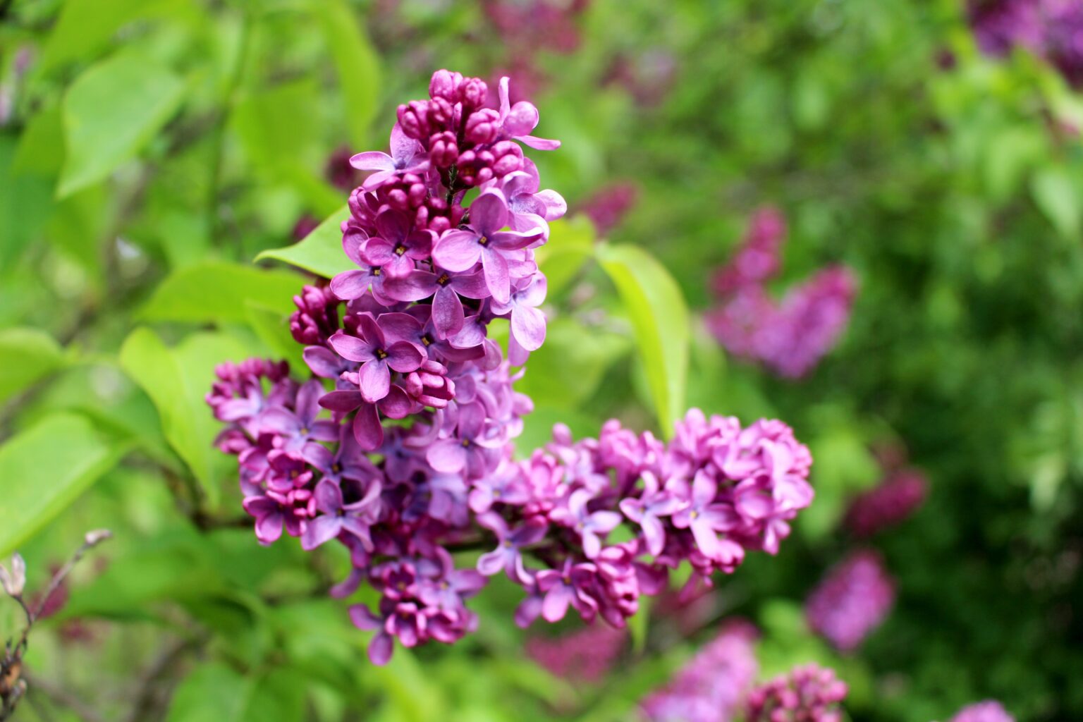 Exploring The Mackinac Island Lilac Festival