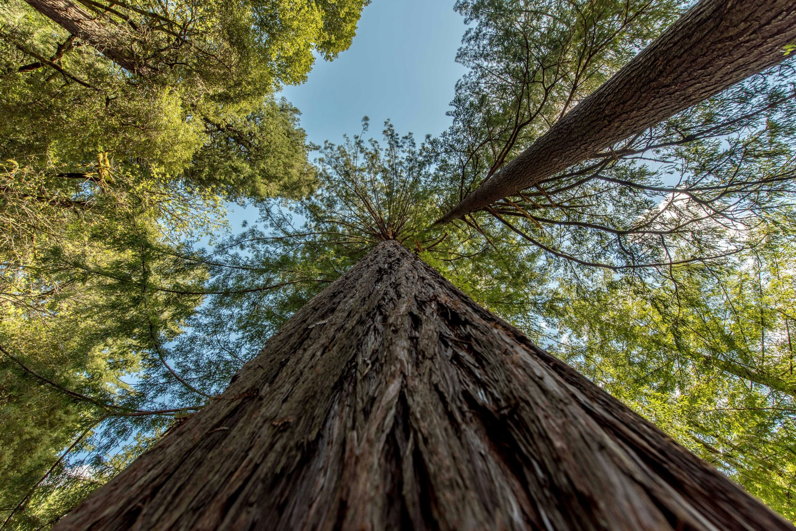 redwood national park3 2 scaled