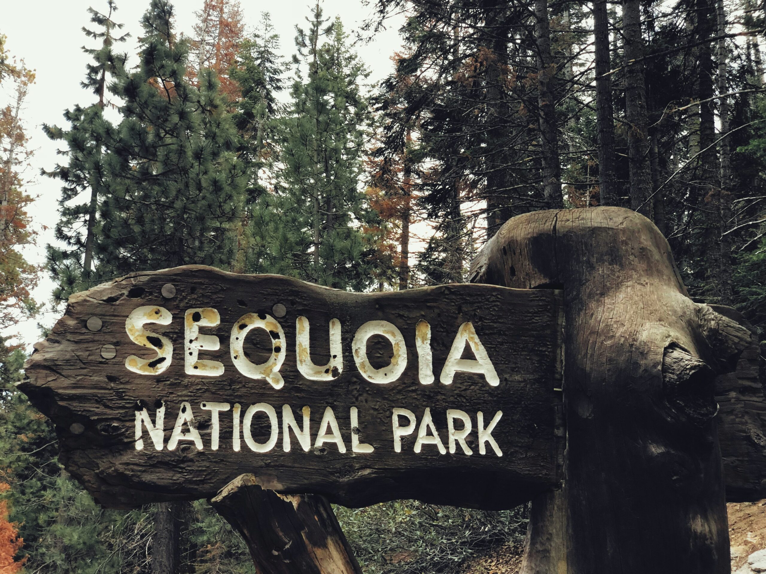 sequoia national park3 scaled