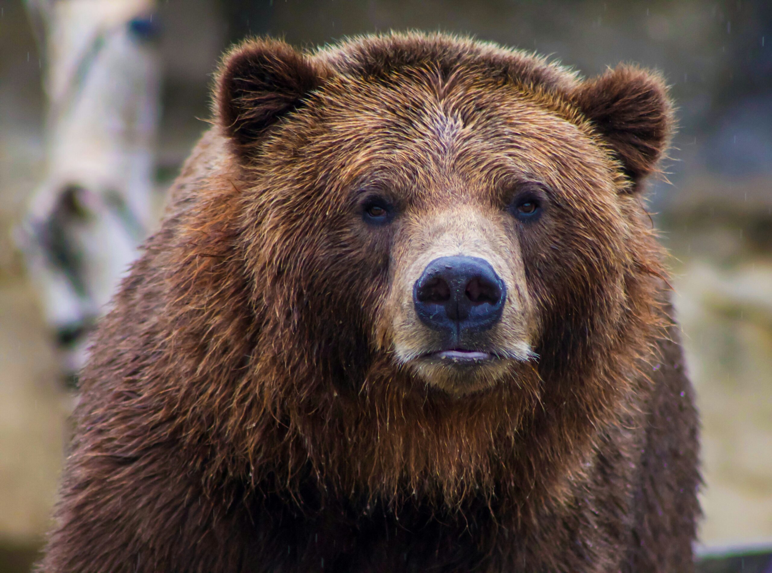 vuntut national park grizzly bear