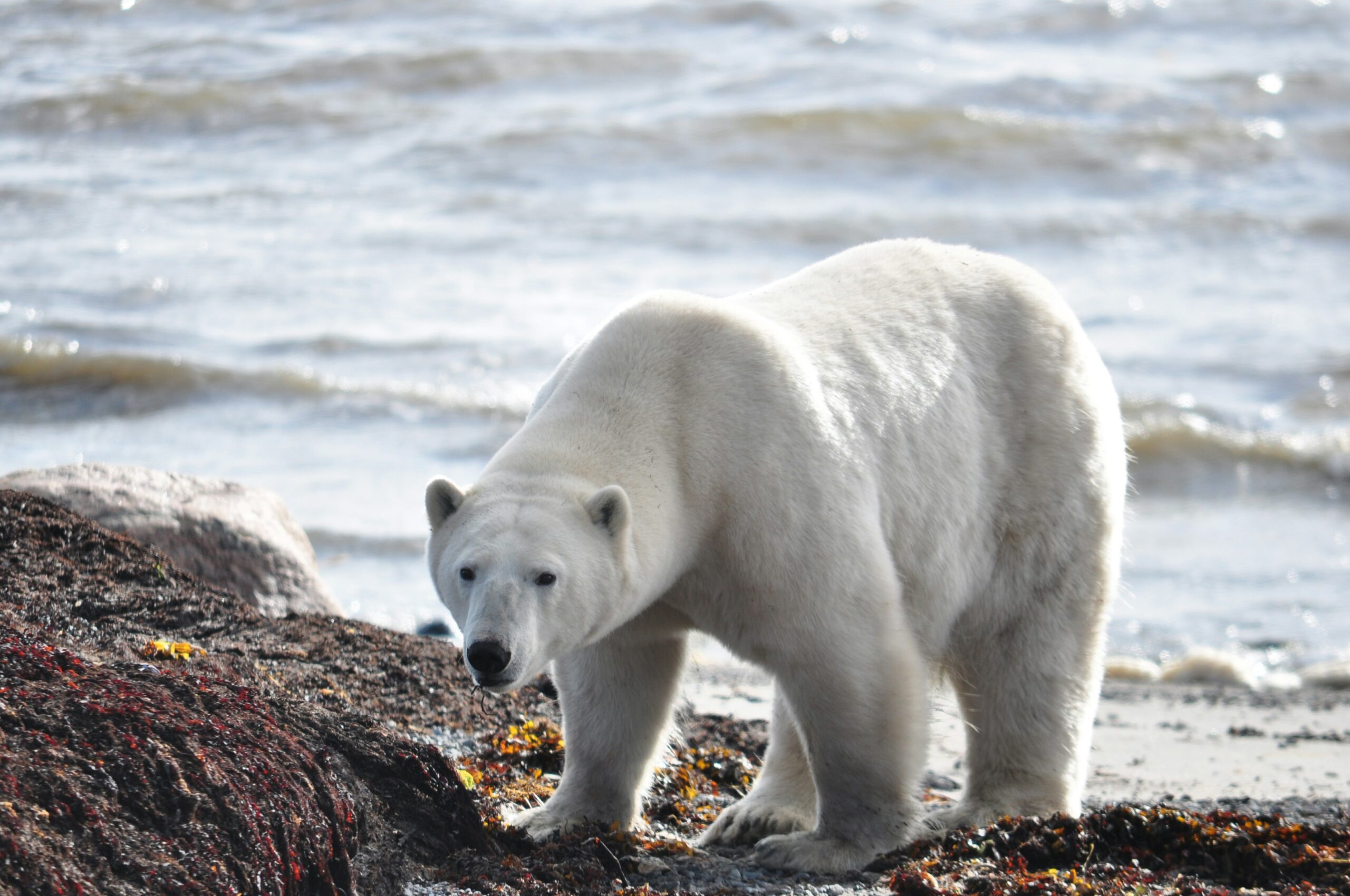 wapusk national park polar bear